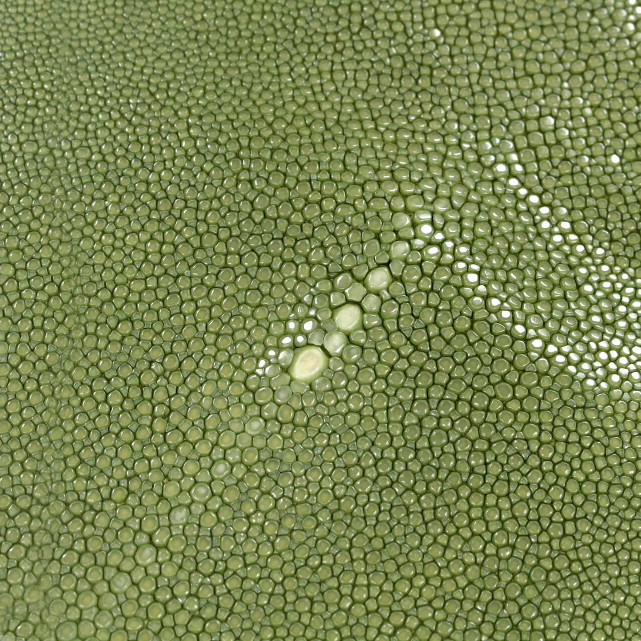 Кожа ската Emilio Pucci 55х20 см, цвет Зеленый, фото 1